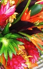 Hand tied of mixed tropical flowers. 